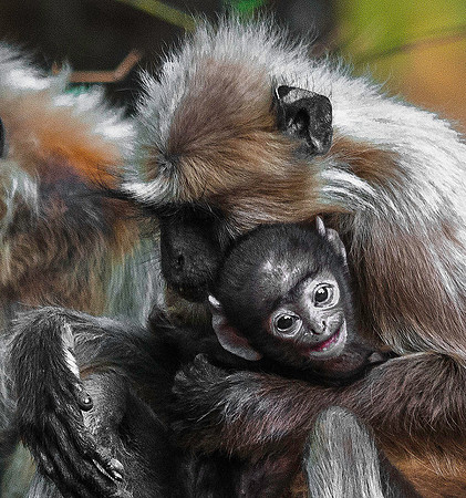 Gray Langur Monkey with baby 8367