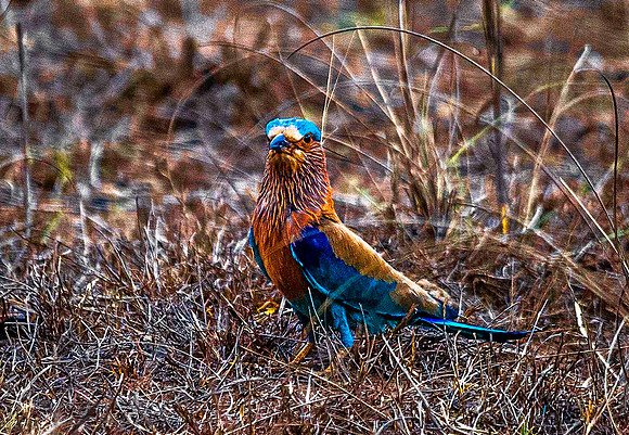 Indian Roller 8717