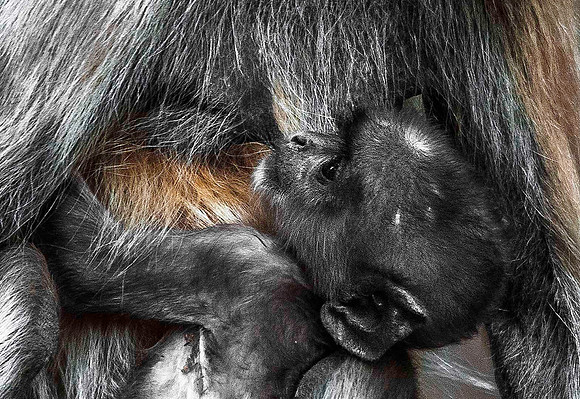 Nursing Baby Gray Langur 8358