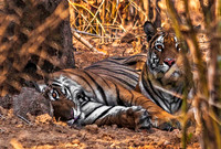 Bengal Tigers 8195