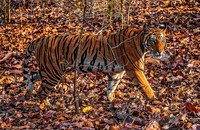Bengal Tiger 8297