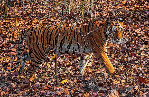Bengal Tiger 8297