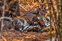 Bengal Tigers 8200