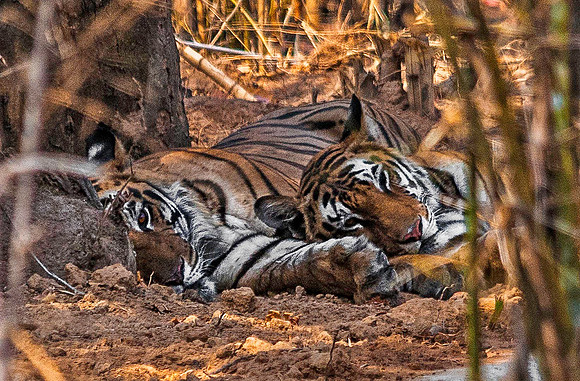 Bengal Tigers 8200