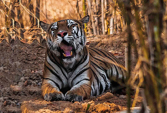 Bengal Tiger 8169