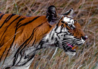 Bengal Tigers of Bandhavgarh National Park, central India - May 2016
