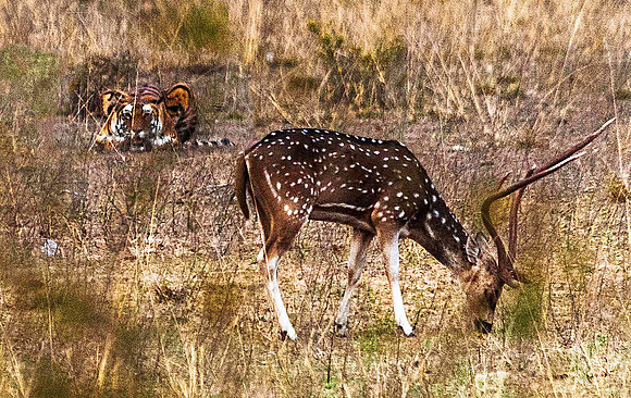 Bengal Tiger stalking Spotted Deer 8607