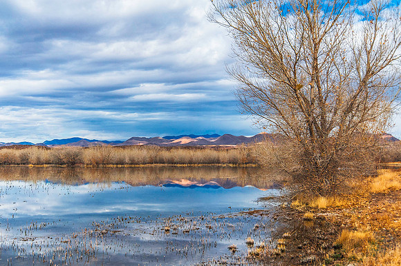 Bosque del Bosque del Apache 4214
