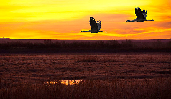 Greater Sandhill Cranes 2378