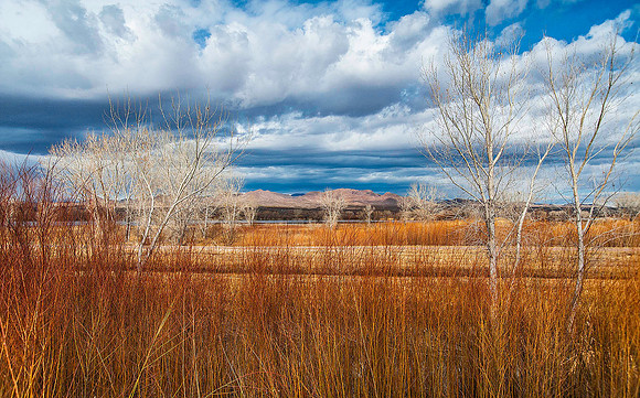 Bosque del Apache 4234