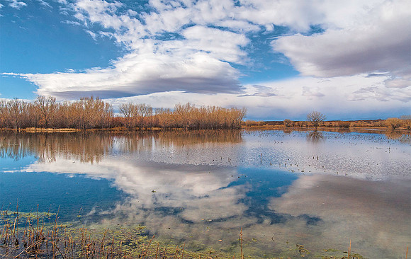Bosque del Apache 4220