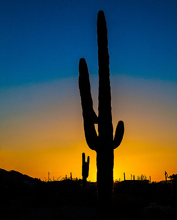 Organ Pipe Cactus National Monument, Arizona 4969