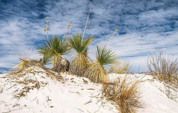 White Sands National Monument, New Mexico 4385