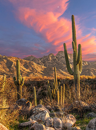 Saguaro National Park, Arizona 4875A