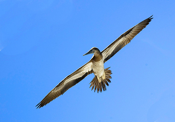 Brown Booby 3230