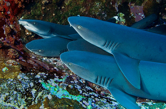 White Tip Reef Sharks at Roca Partida 3377