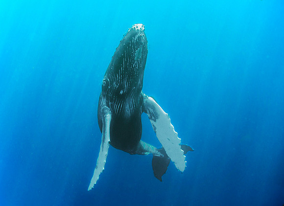 Humpback Whale 3550