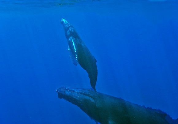 Humpback Whale, mother & calf 3747