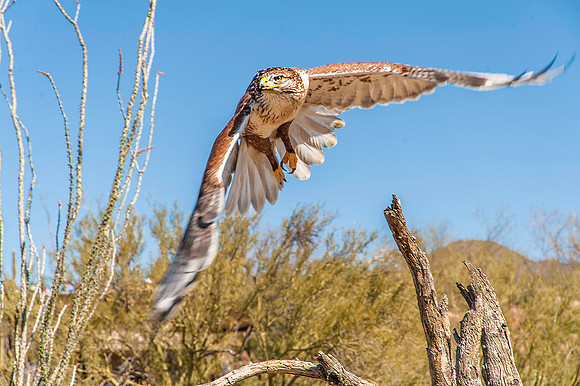 Ferruginous Hawk, Saguaro National Park, Arizona 4856