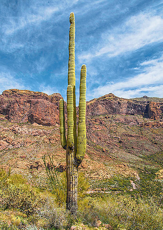 Organ Pipe Cactus National Monument, Arizona 4953