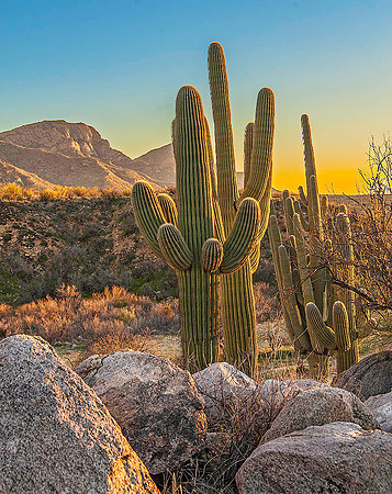 Saguaro National Park, Arizona 4873