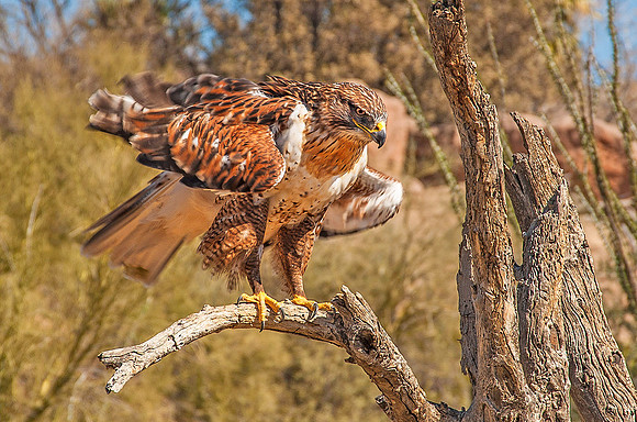 Ferruginous Hawk, Saguaro National Park, Arizona 4849