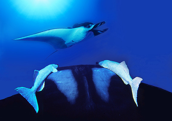 Giant Mantas, with attached Remoras, near San Benedicto Island 3380
