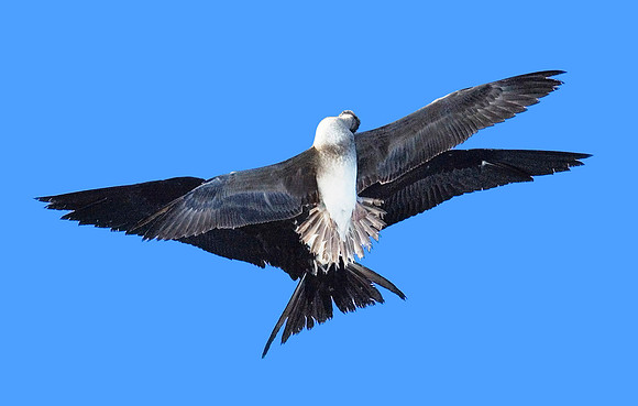 Frigate harassing Brown Booby 5213