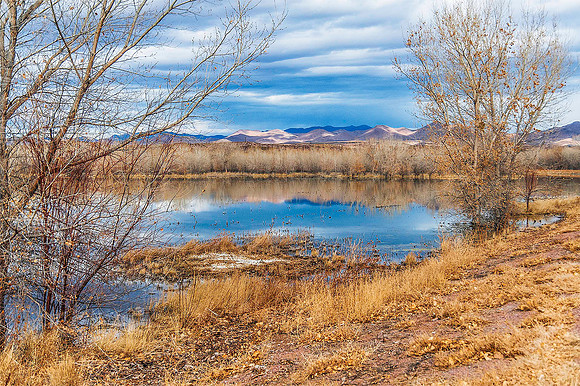 Bosque del Apache 4217