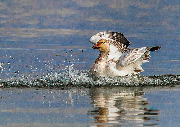 Snow Goose 4210