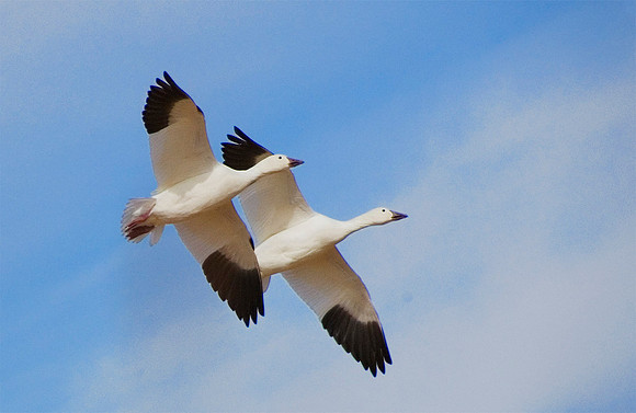 SnowGeese2677