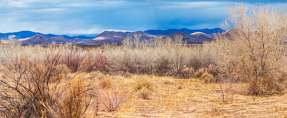 Bosque del Apache 4213