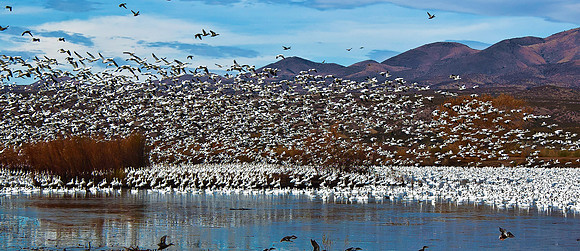 Snow Geese 2750