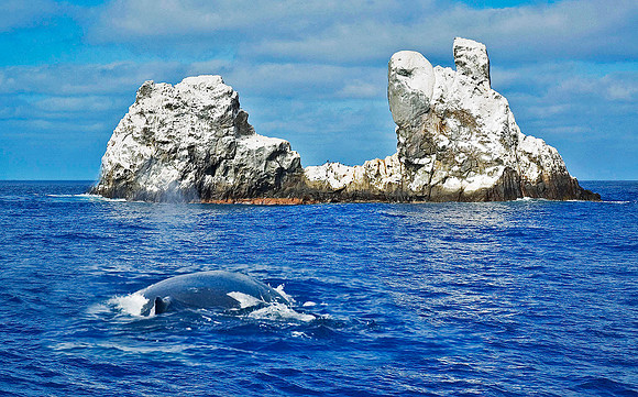 Roca Partida, with Humpback Whale 5203