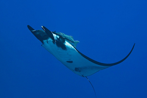 Giant Manta  near San Benedicto Island 3542
