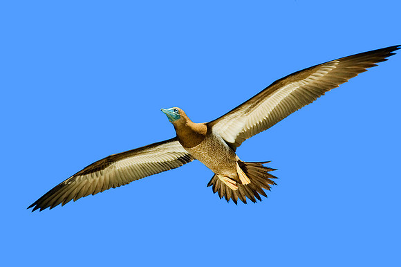 Brown Booby 3234