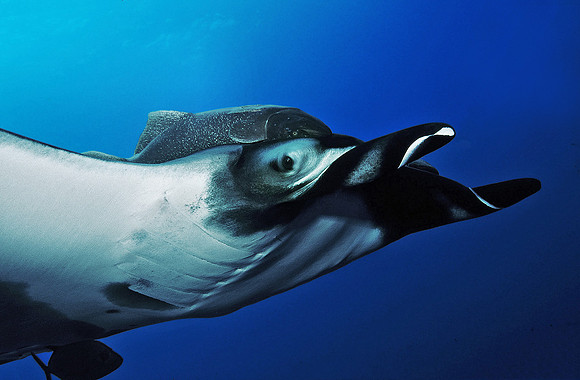 Giant Manta, with attached Remoras, near San Benedicto Island 15c