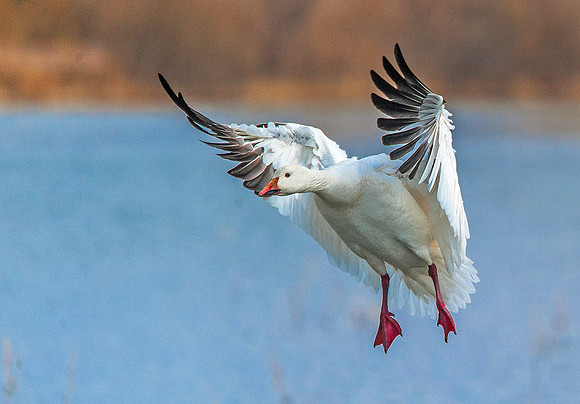 Snow Goose 4203