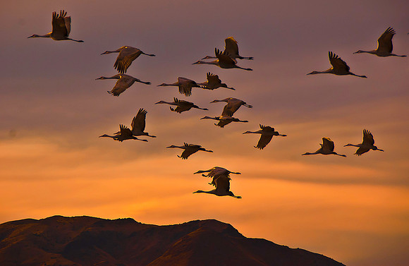 Sand Hill Crane 2855B