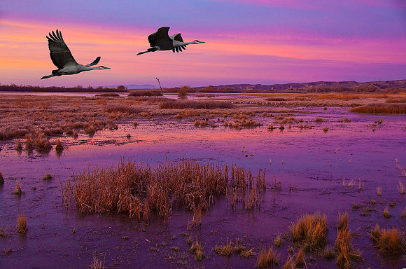Greater Sandhill Cranes 2385