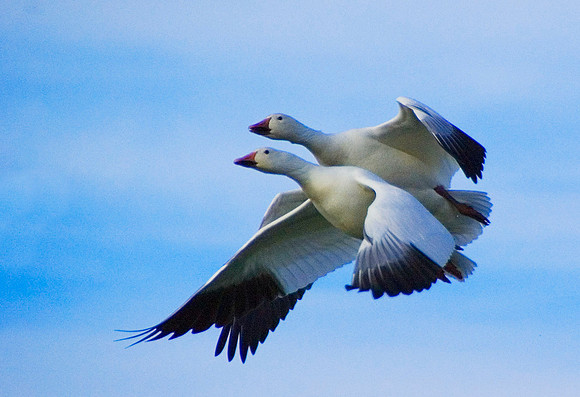 Snow Geese 2282