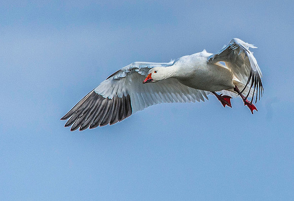 Snow Goose 4200