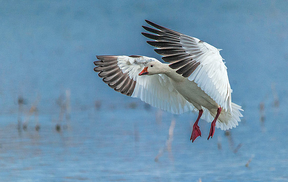Snow Goose 4204