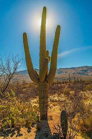 Saguaro National Park, Arizona 4906