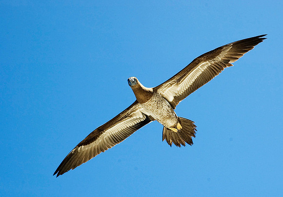 Brown Booby 3227