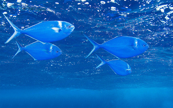 Pampano at Roca Partida 3789