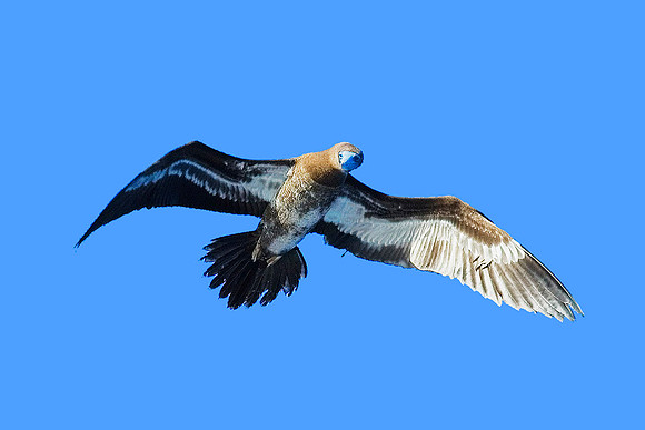 Brown Booby 5183