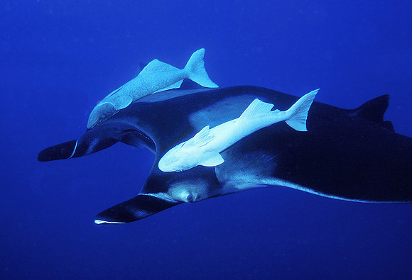 Giant Manta, with attached Remoras, near San Benedicto Island 14A