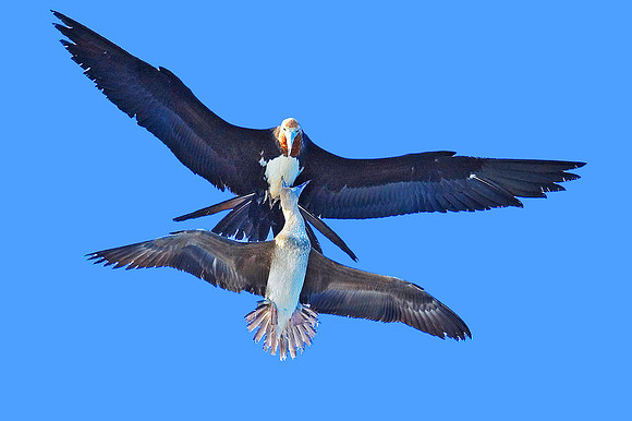 Frigate harassing Brown Booby 5210