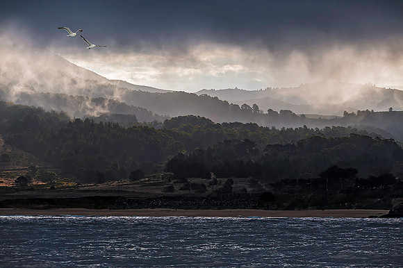Half Moon Bay, with Gulls 3881